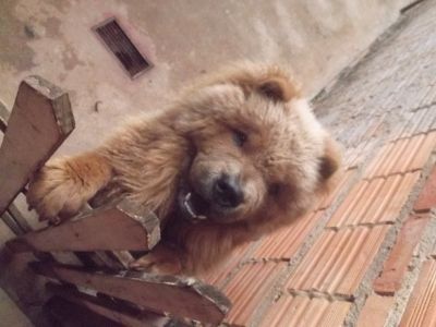 filhotes de chow chow em breve