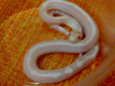 Corn Snake/Cobra do Milho