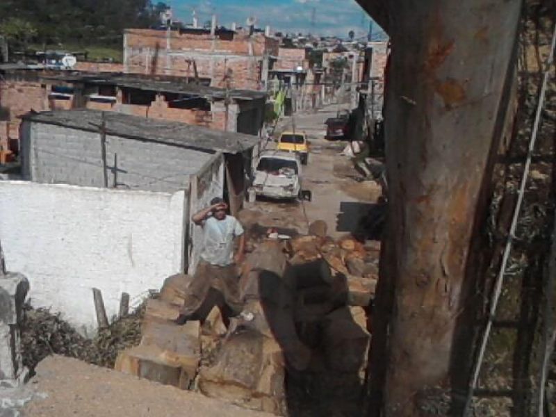 Corte e poda de árvores 