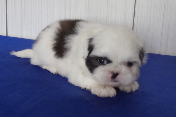 Filhotes de Shih Tzu Macho