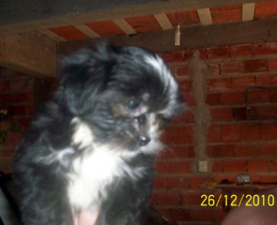 Filhote de Lhasa Apso