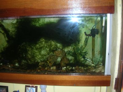 Aquário completo com capacidade total 250 litros de água