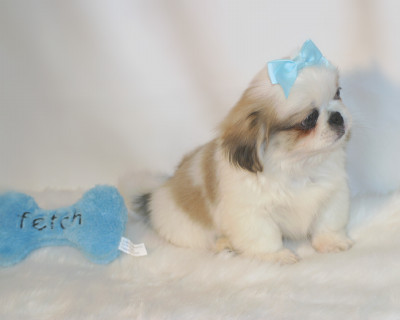    pikingese para vender.