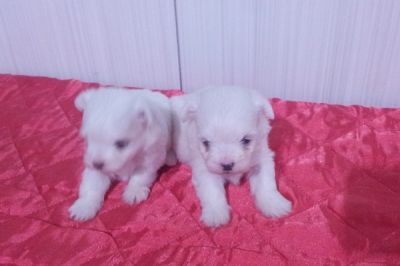 Lindos Filhotes de Maltês