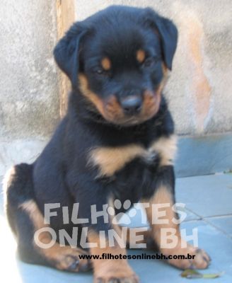 Rottweiler - Canil Filhotes On Line BH