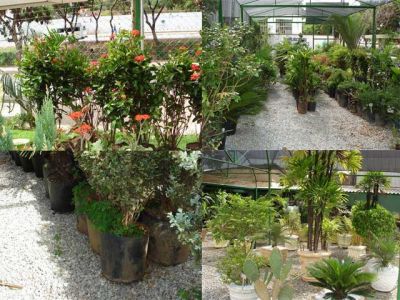 Floricultura Art em Flores - (31) 3532 4385