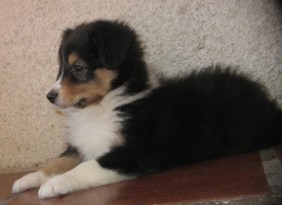 Filhote de Pastor de Shetland