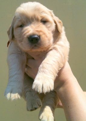 Golden Retriever - excelentes filhotes a venda