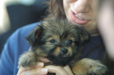 Yorky adorável cachorrinho para adopção livre