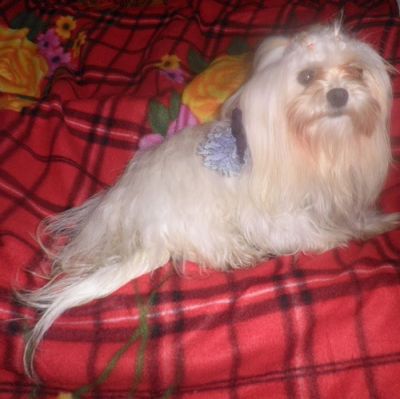 Filhote de Maltês - Promoção