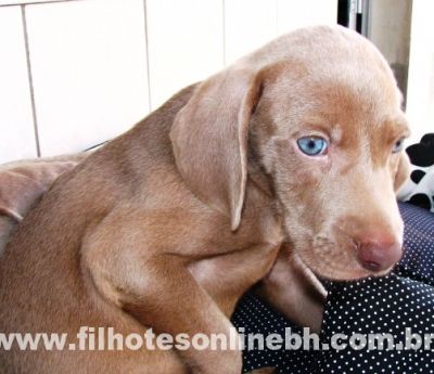 Weimaraner - Canil Filhotes On Line BH