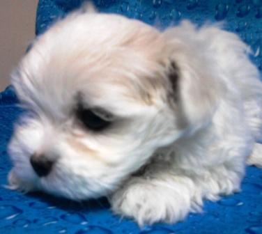 Pet Shop, venda, Maltes, Porto Alegre,