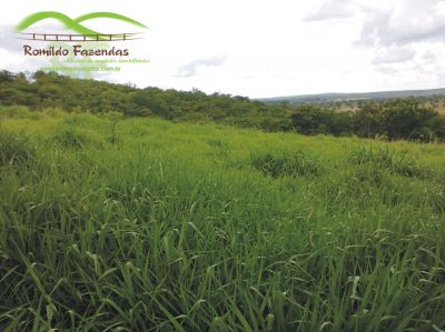 FAZENDA PARA PLANTAR EUCALIPTO.