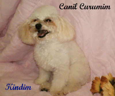 Canil Curumim    - Shih Tzu e Poodle Toy 