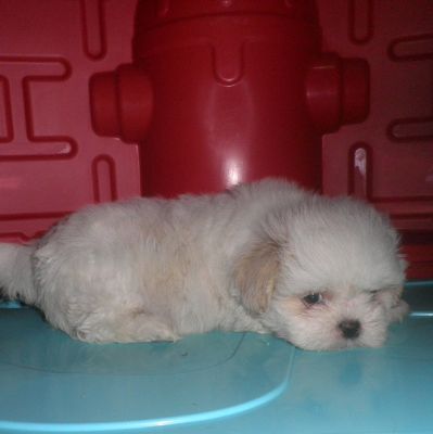 Filhote de Lhasa Apso