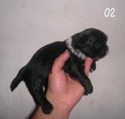 Filhote de Lhasa Apso