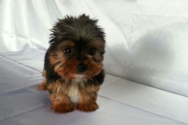 Filhote Macho de Yorkshire Terrier Micro
