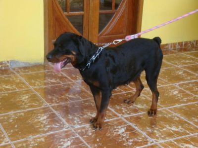 Vendo filhotes de Rottweiler Nasc.16/11/2012 