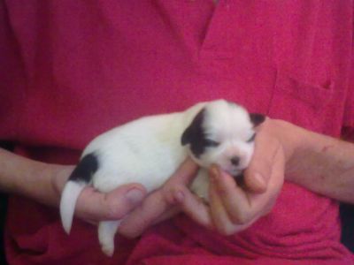 Lindos filhotes de Lhasa Apso machos e fêmeas p/ venda / 3445-3757 / 6214-4170