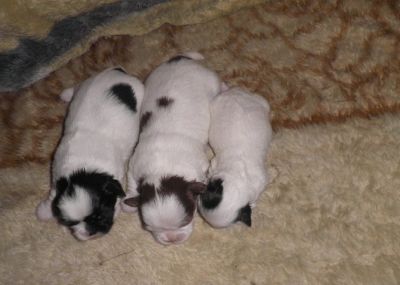 Filhotes de Lhasa Apso