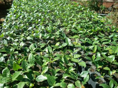 Mudas de Mogno Africano (Kayaivorensis)