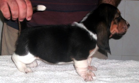 Basset Hound