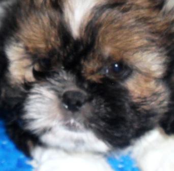 Porto Alegre, Filhote, cachorro, raça, shih tzu,