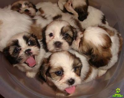 filhotes de lhasa apso