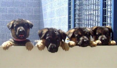  Filhote de pastor alemão 