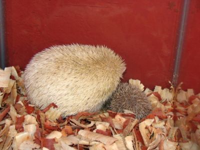 Hamster Chines filhotes a venda - Puppies for sale