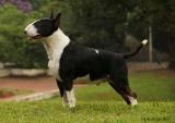 BULL TERRIER