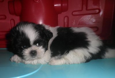 Filhote de Lhasa Apso