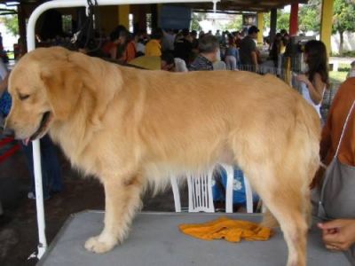 Golden Retriever, Magníficos Filhotes R$800 