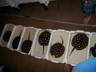 ARRAIAS  DIAMANTE NEGRO - STINGRAYS BLACK DIAMOND, ECLIPSE BLACK ISLAND