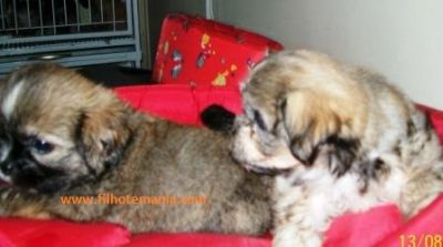 Promoção, semana, lhasa apso, Porto Alegre, pet shop,