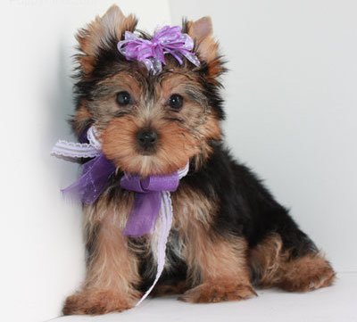 bela yorkie terrier cachorrinho