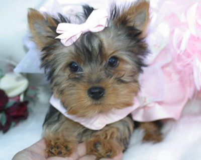 cachorro para su aprobación