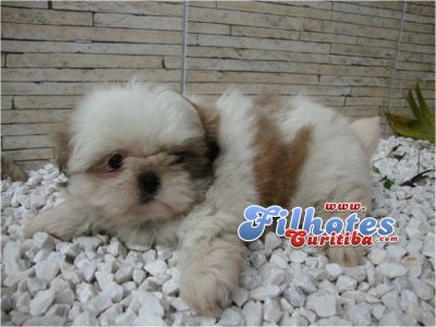 Shih-tzu Filhotes em Curitiba 