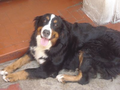 LINDOS FILHOTES DE BOIADEIRO BERNESE