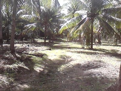 TERRENOS AVENDA EM CORURIPE