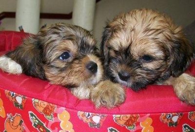 Pet shop, vende, lhasa apso, Porto Alegre,