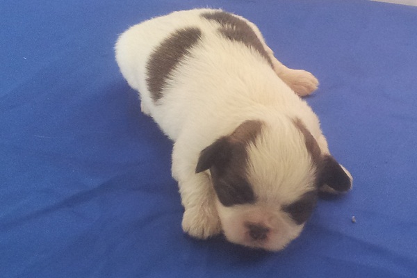 Filhotes Machos de Lhasa Apso