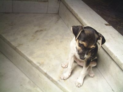 Lindos Filhotes Fox Paulistinha com 50 dias