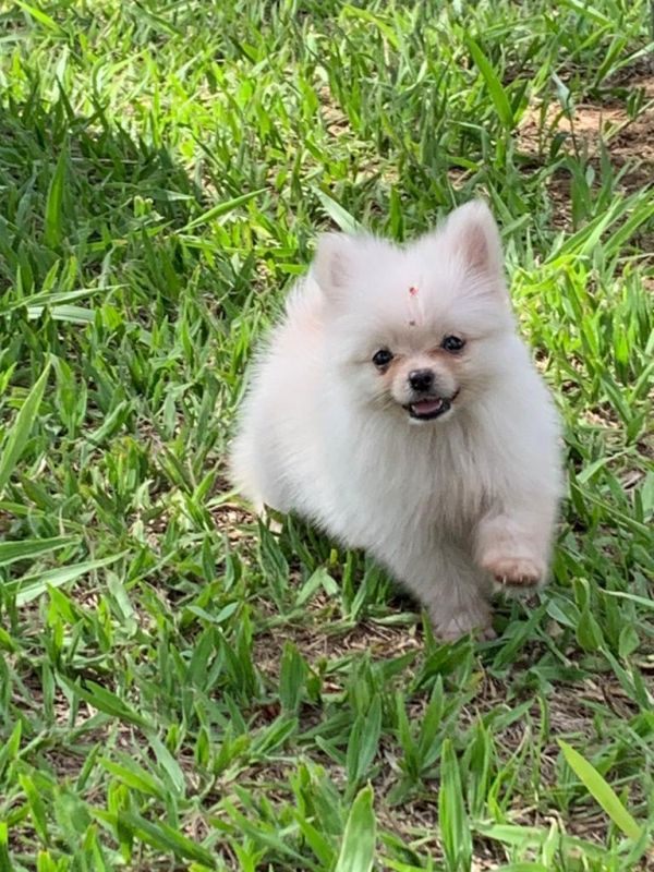 Procurando Spitz Alemão?Conheça nosso trabalho.Nossos cães são criados por veterinária.