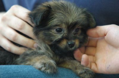 Yorky adorável cachorrinho para adopção livre