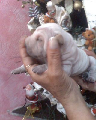 Filhotes de Shar-Pai