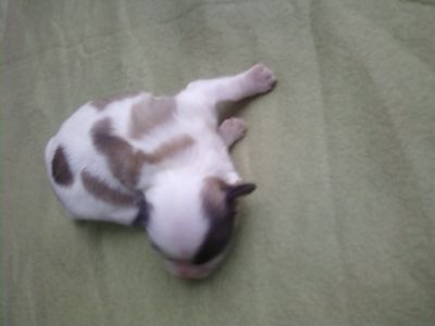 LHASA APSO machos lindissimos