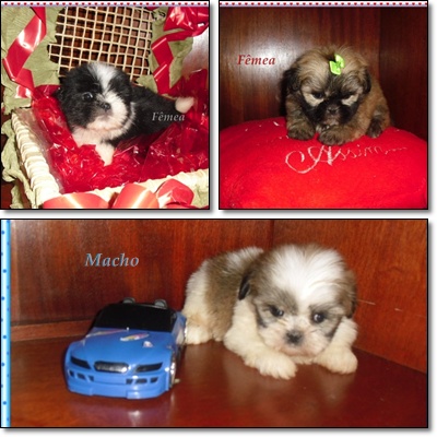 Shih-Tzu - Lhasa Apso - Poodle - Maltês