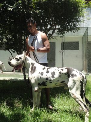 Filhotes de Dogue Alemao