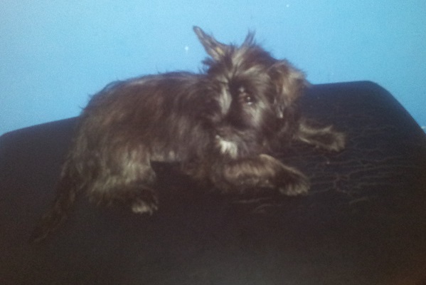 Filhote Mix de scottish terrier com yorkshire terrier